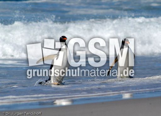 Eselspinguin (84 von 97).jpg